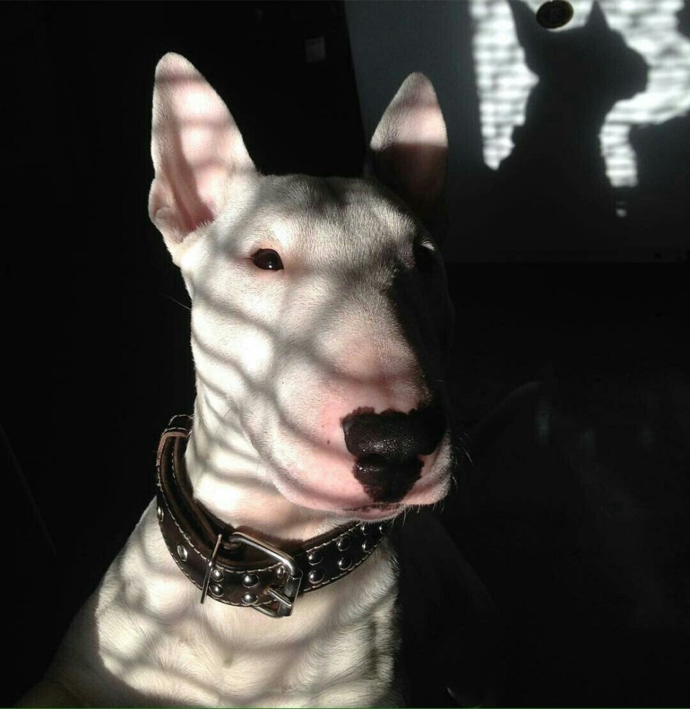 Стаффордширский терьер и дети