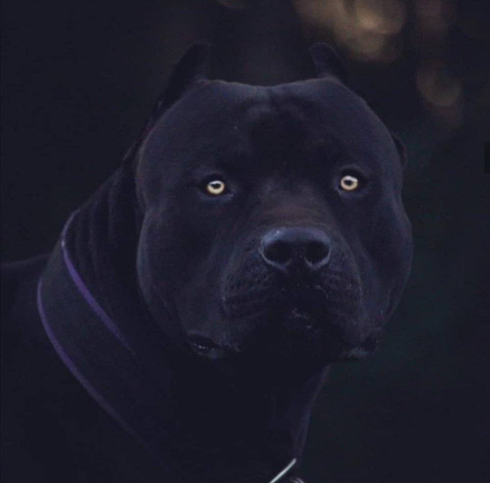 Питбуль фото собака взрослый мощь