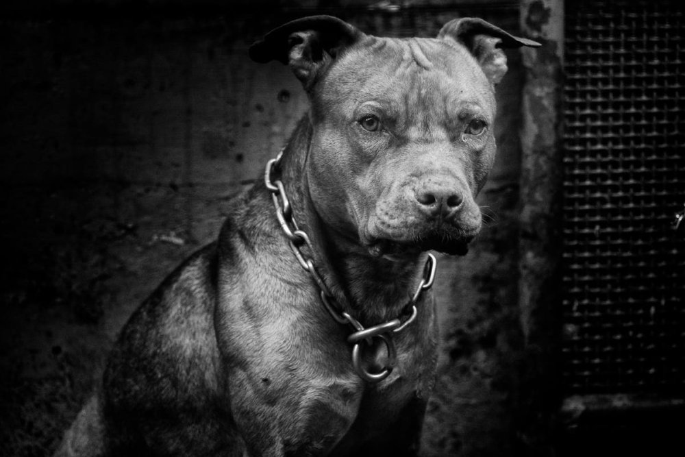 Питбуль наклейка на машину