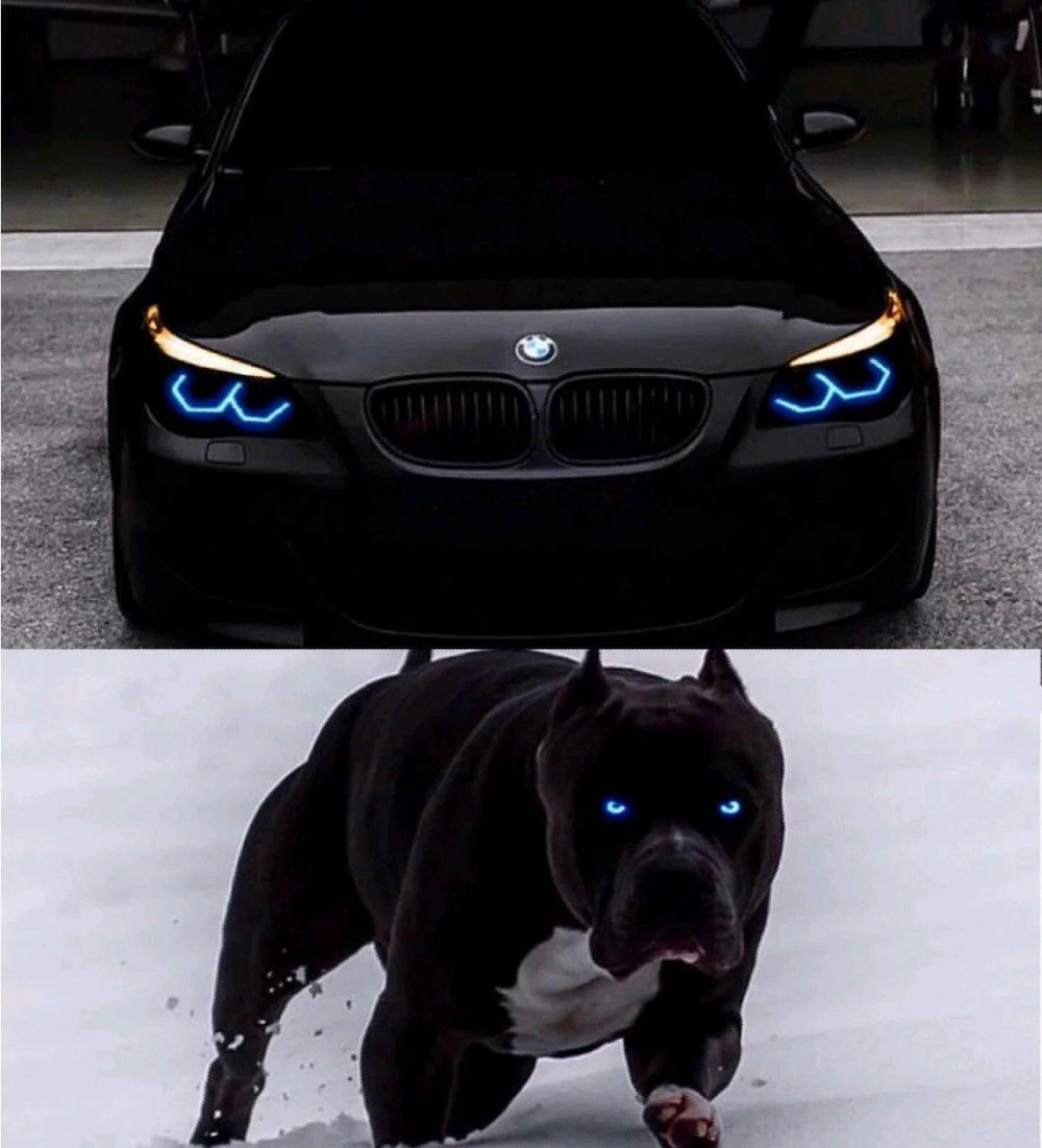 Бультерьер и Доберман