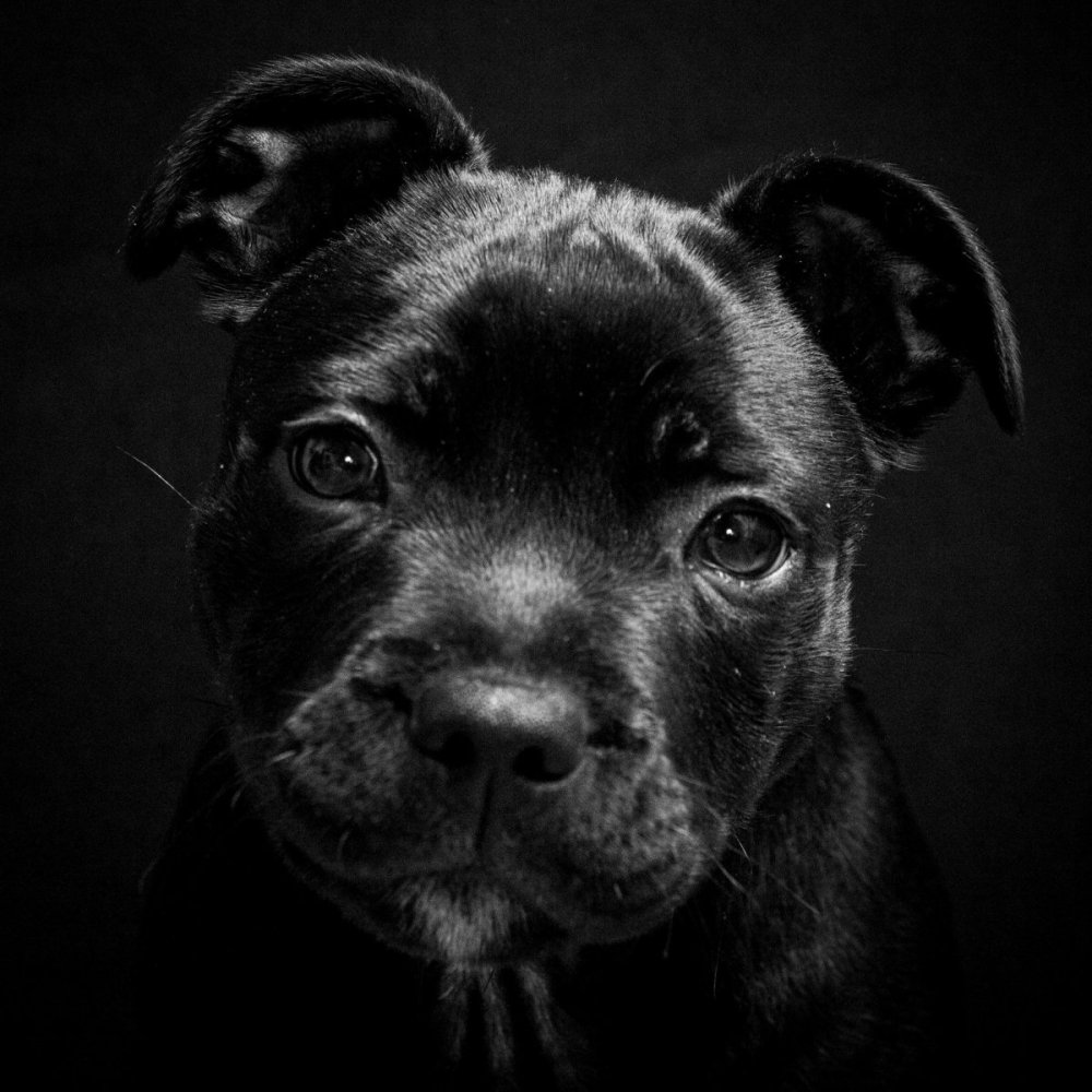 Американский булли Монстер XL