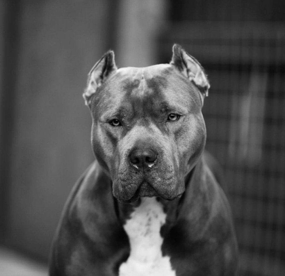 Питбуль с суровым взглядом