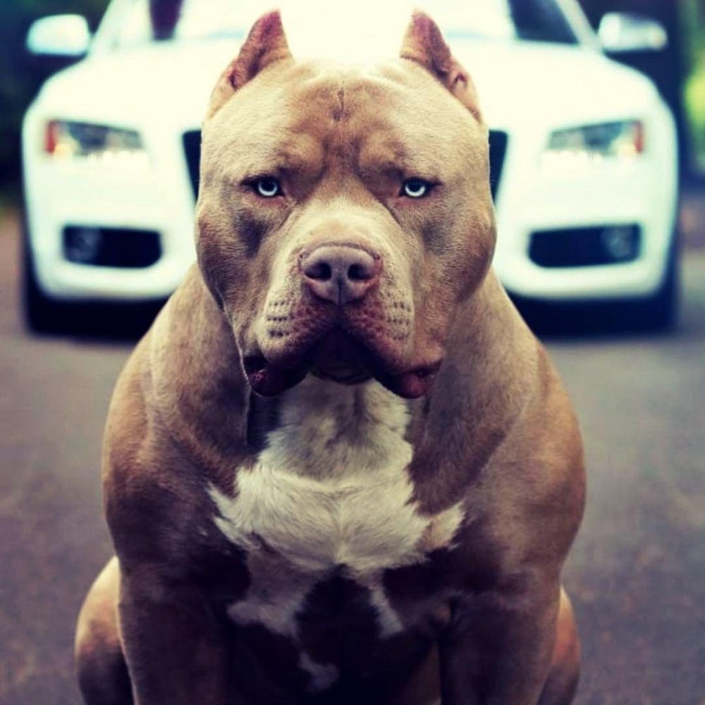 Питбуль на черном фоне