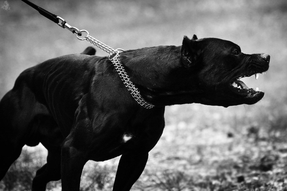 Питбуль черно белый