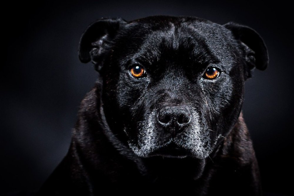 Надпись питбуль