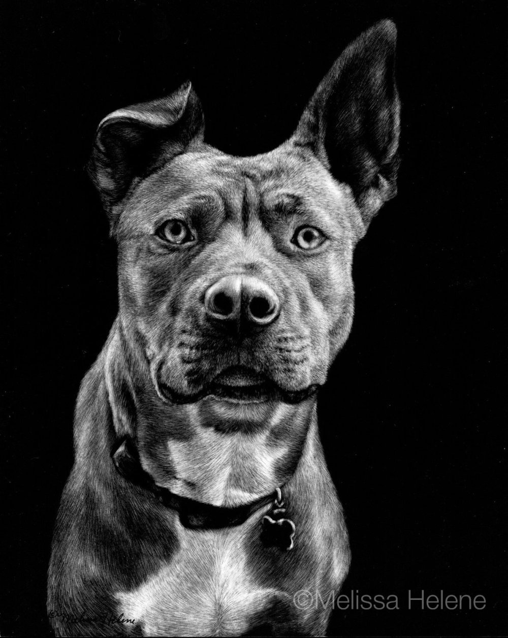 Черный питбуль Instagram