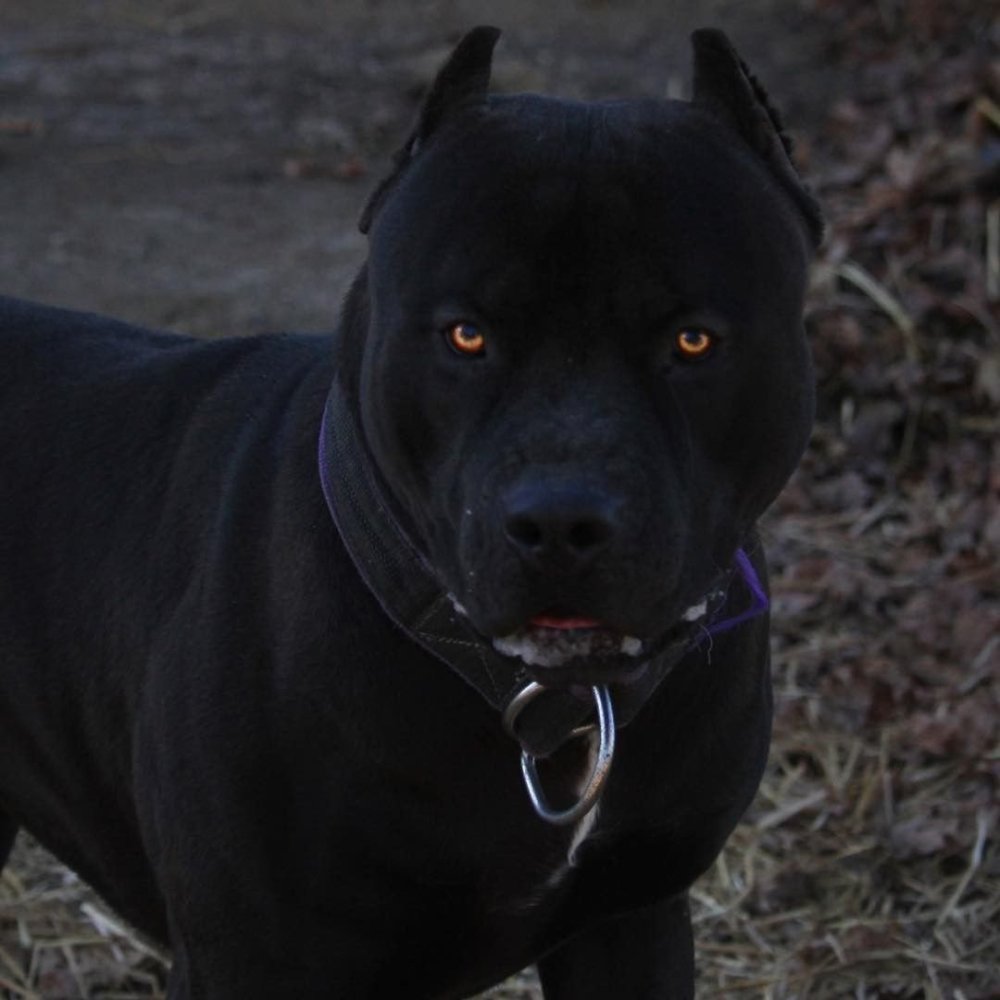 Черная собака на черном фоне