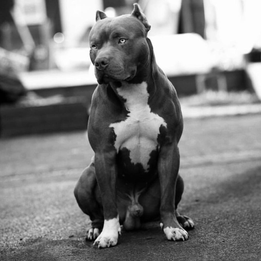 Питбуль Доберман и бультерьер