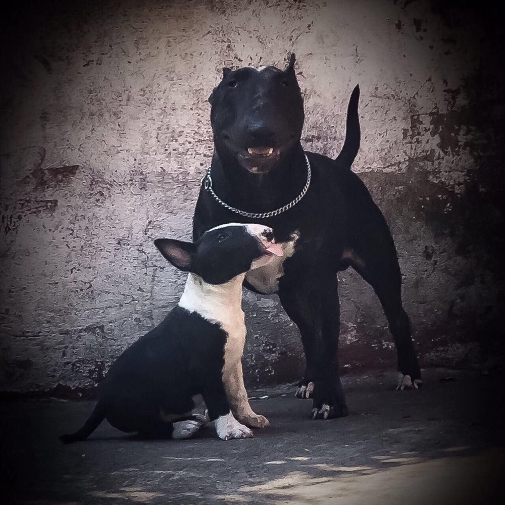 Черно белый питбуль наклейка