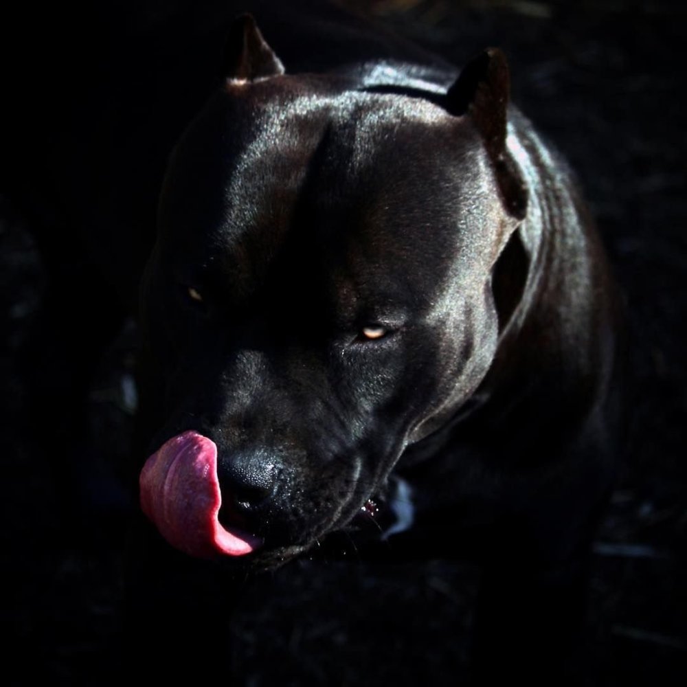 Питбуль обои на телефон