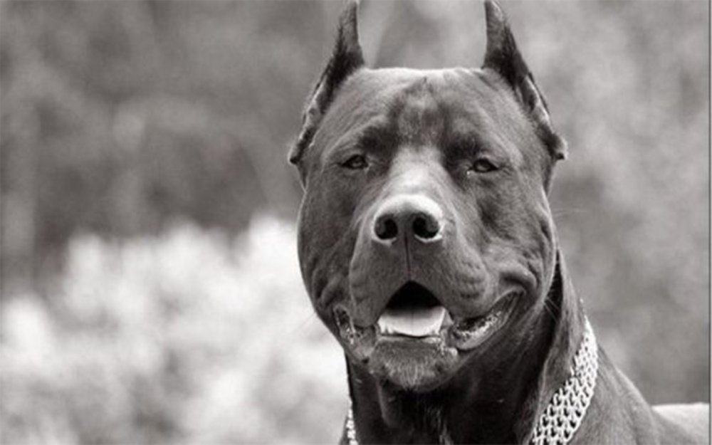 Питбуль и Ламборджини