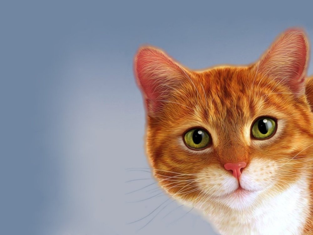Котенок рыжик