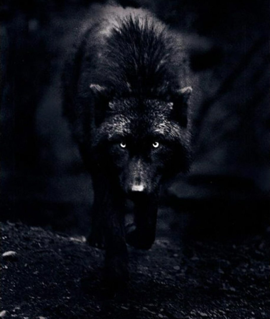 Самый страшный волк в мире фото