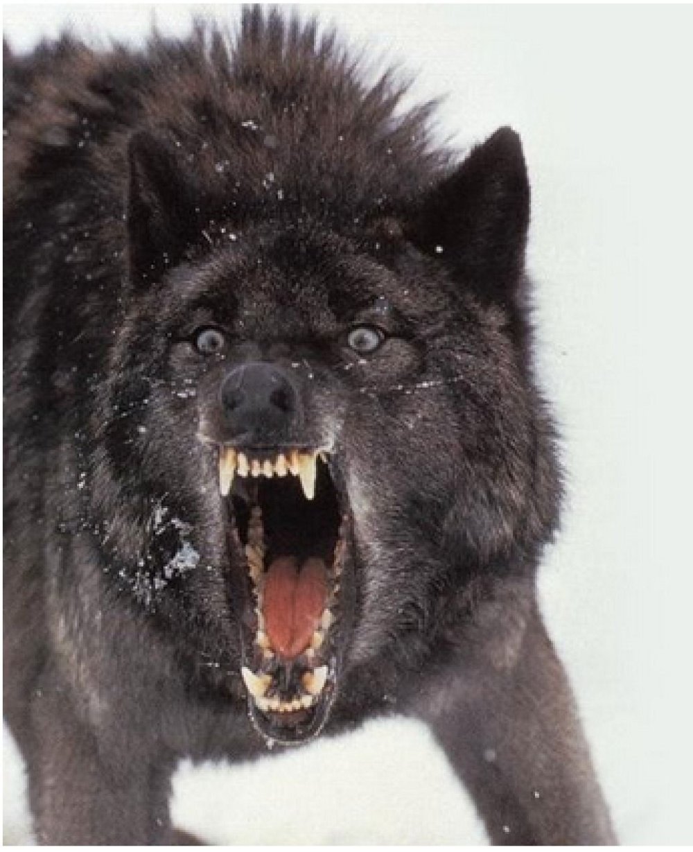 Волк с красными глазами