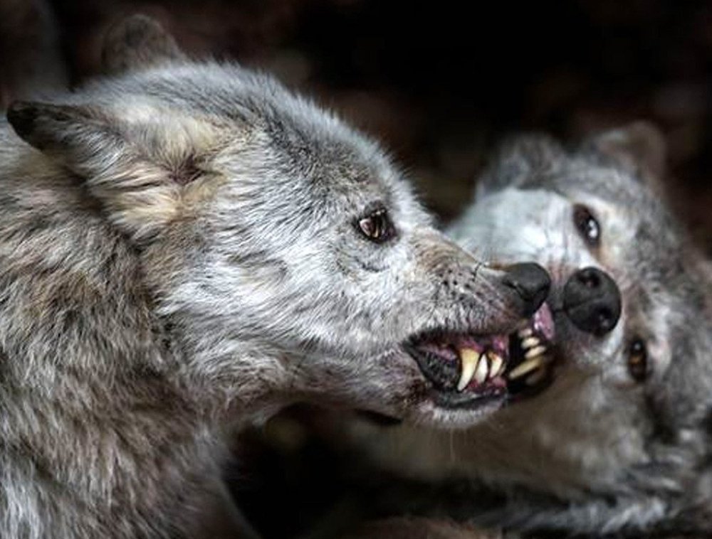 Глаза волка в ночи