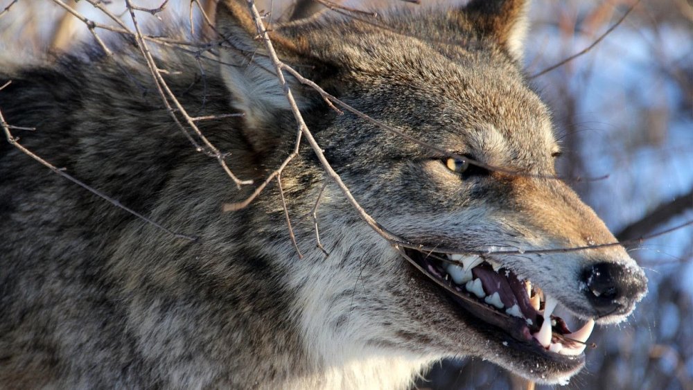 Черный Вольф Вольф человек волк