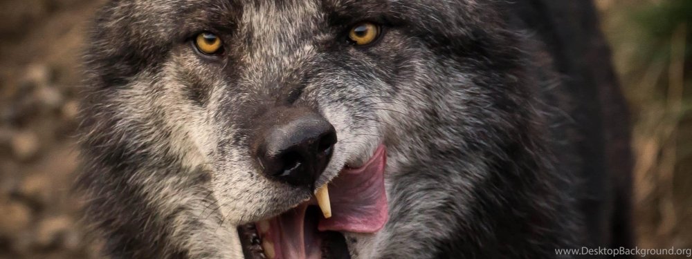 Расим Бурилар