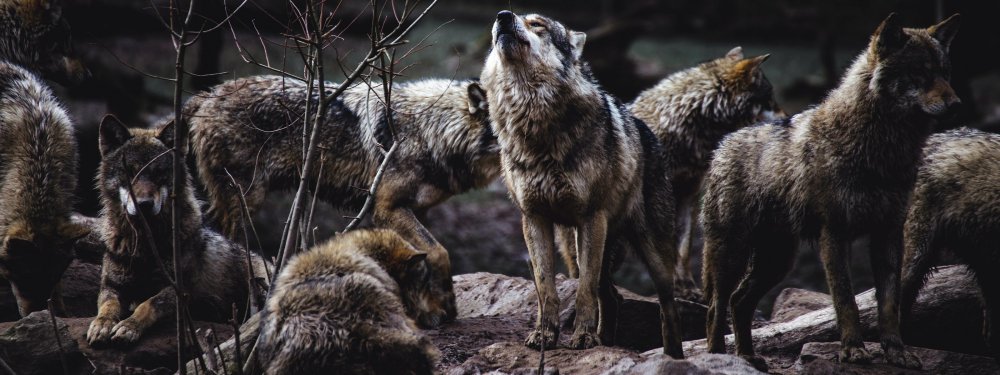 Волк в ночи