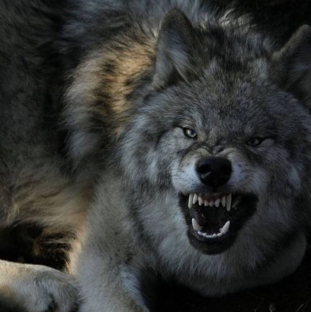 Вольф Вольф человек волк