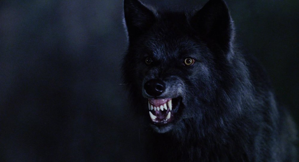 Блэк Вульф оскал