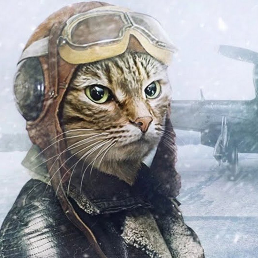 Кот в военной форме