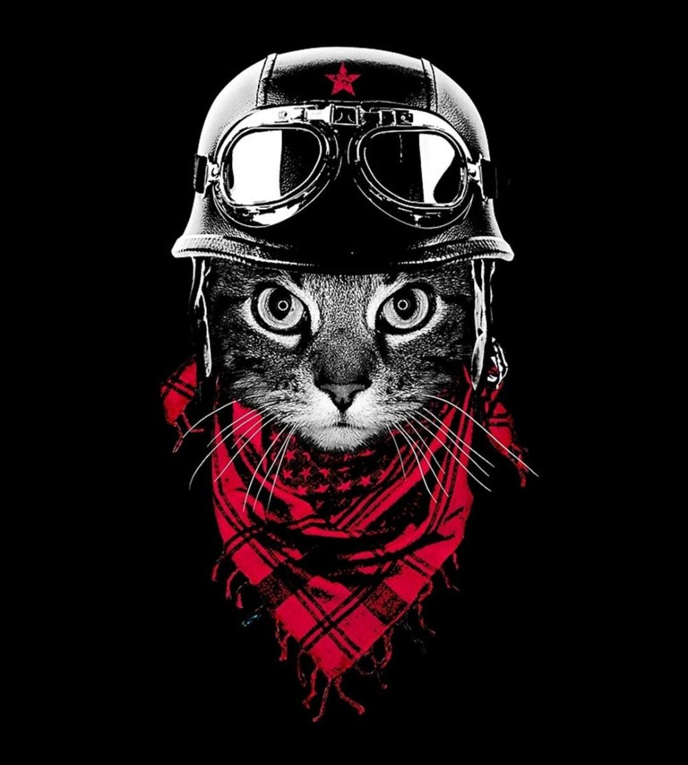 Енот летчик