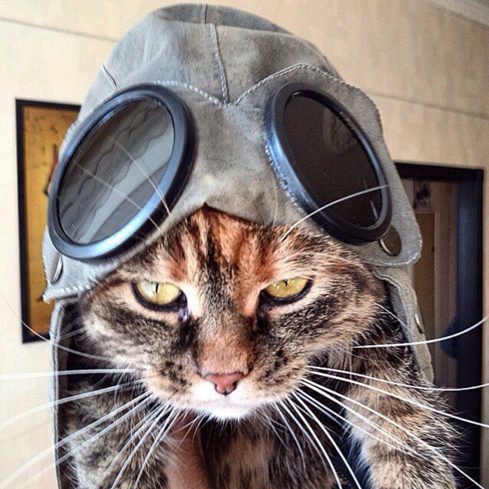 Крутые котики