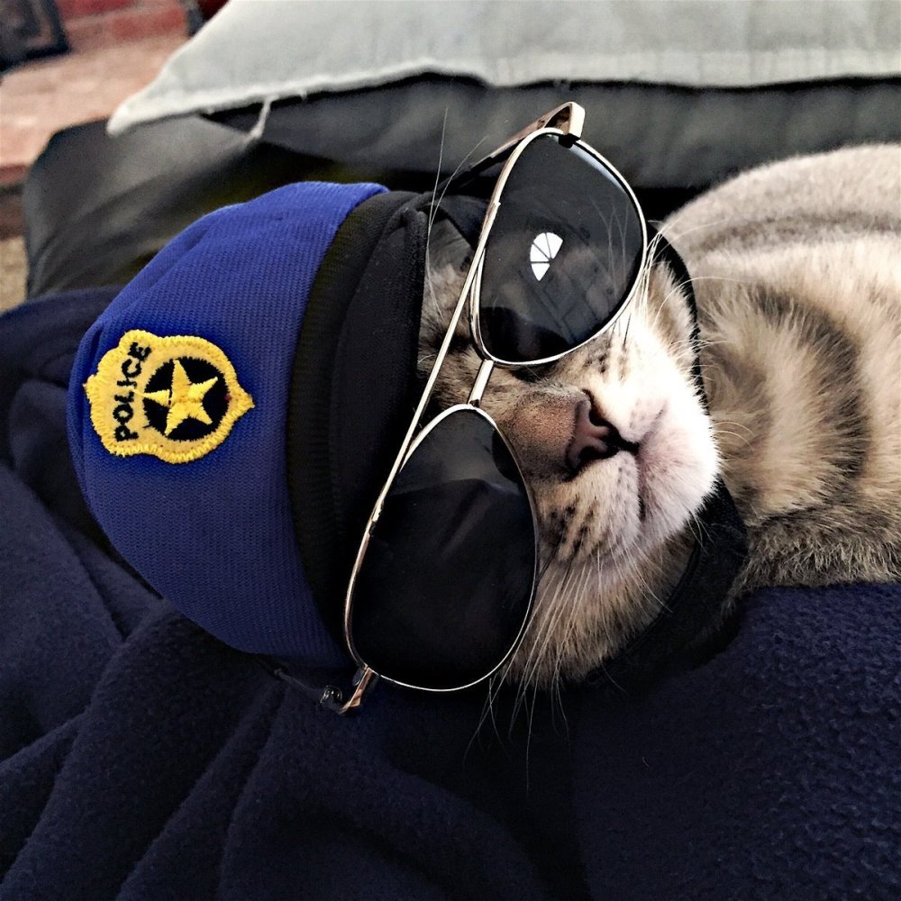 Кошка Фелисетт