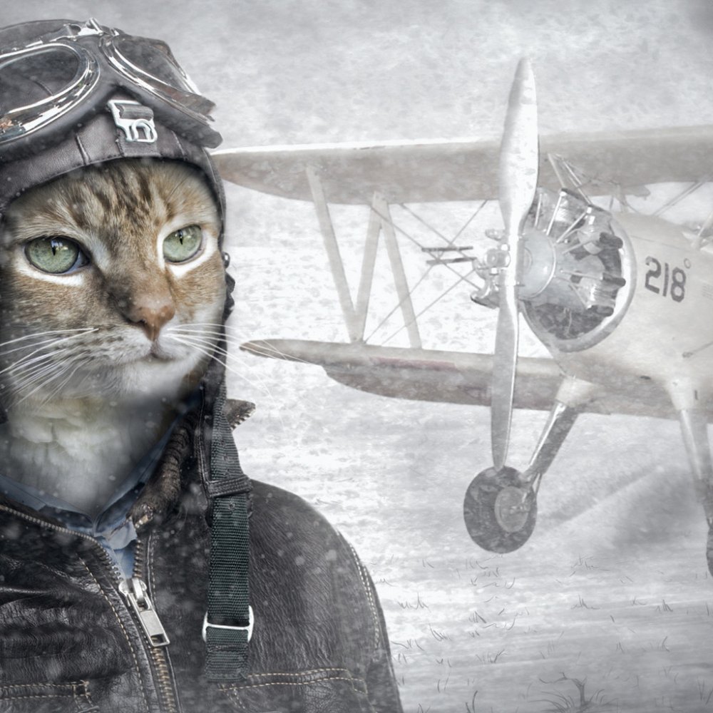 Кот пилот