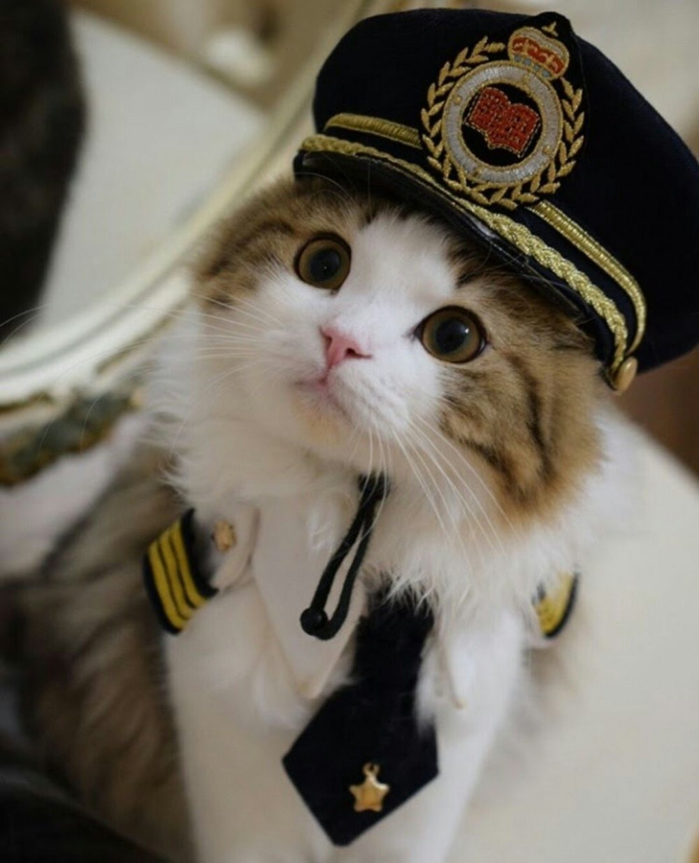 Коты летчики