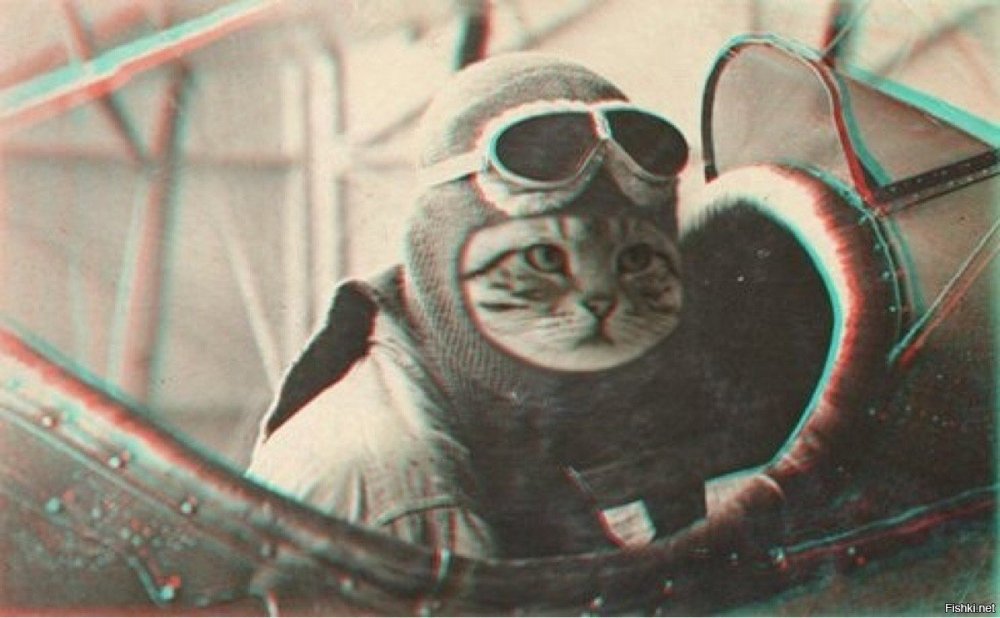 Животные космонавты