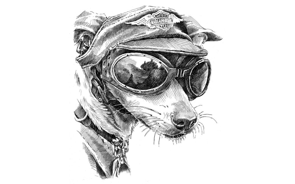 Кот космонавт