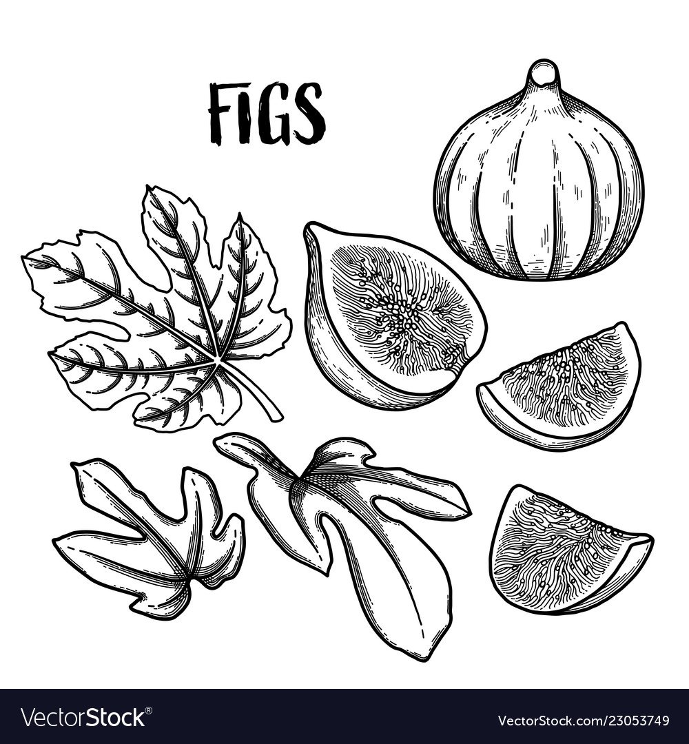 Инжир рисунок карандашом