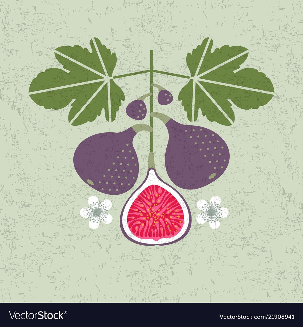 Инжир стилизация