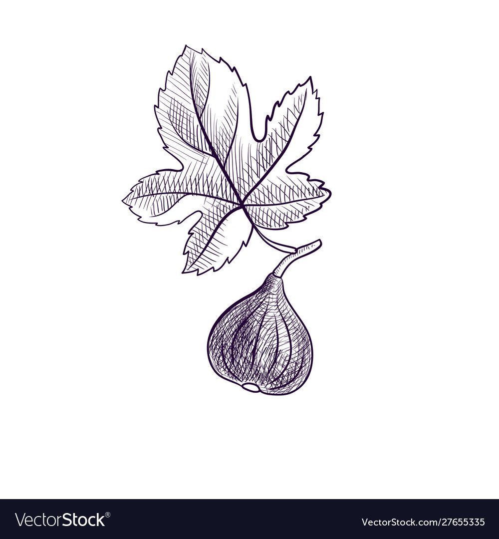 Лист инжира рисунок