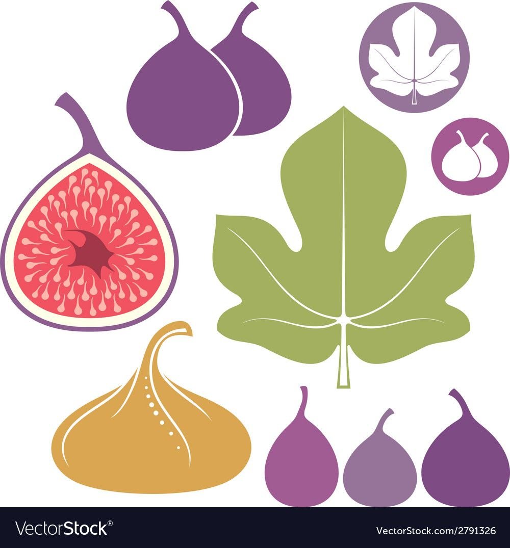 Инжир Векторная Графика