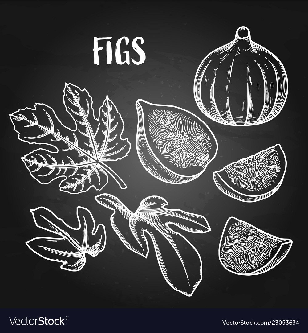 Инжир стилизация