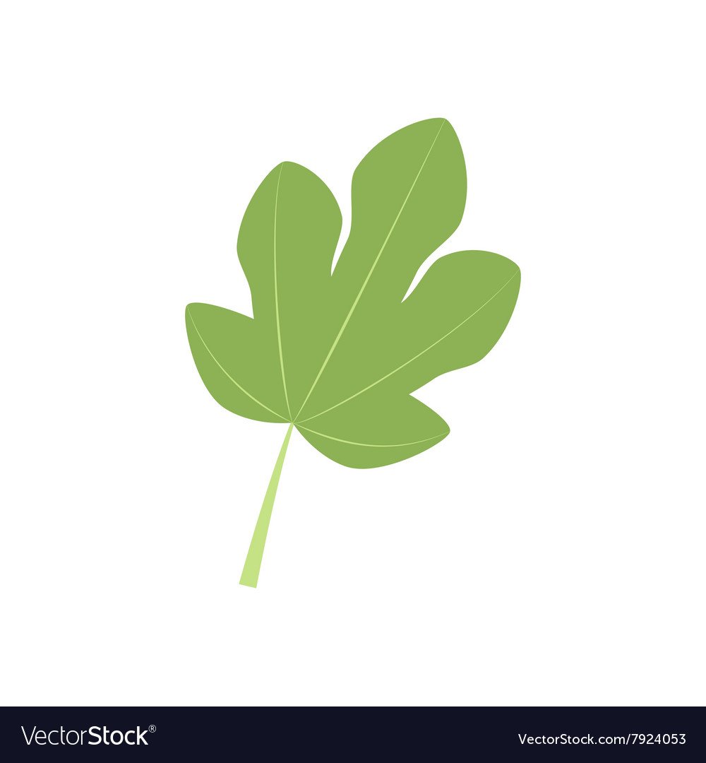 Фиговый лист