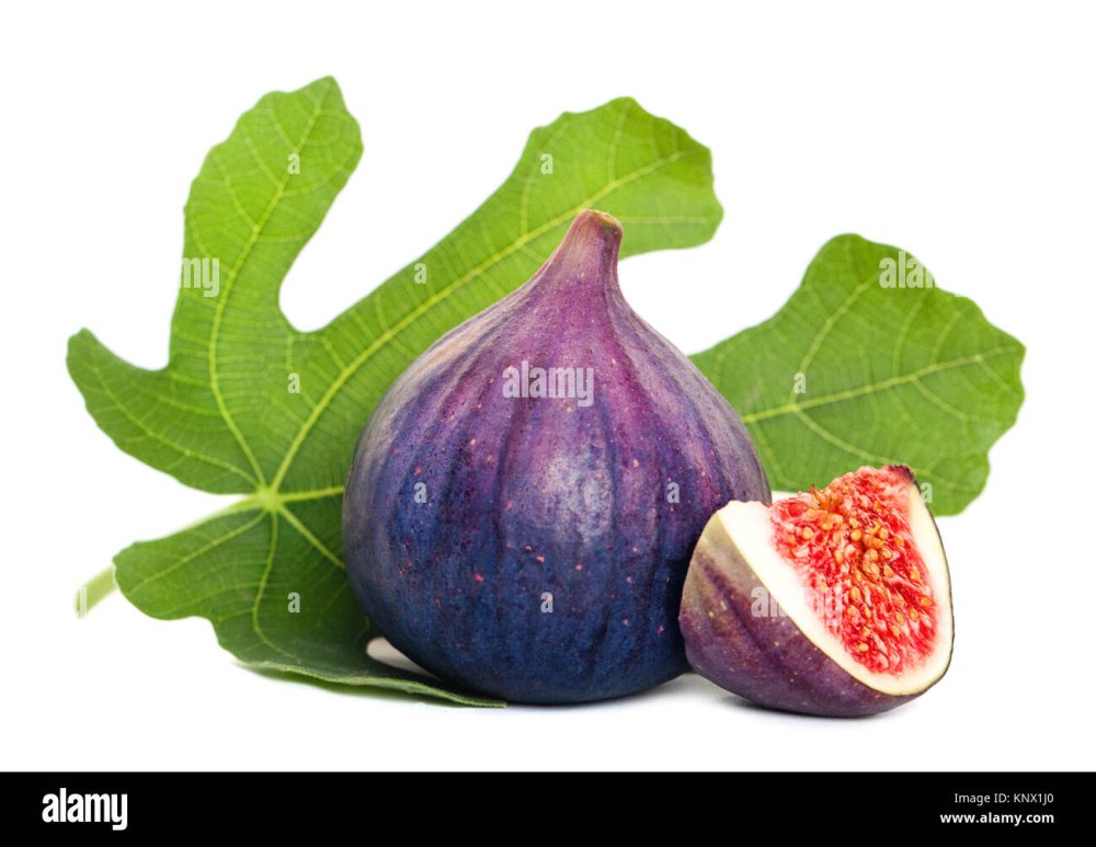 Инжир зеленый