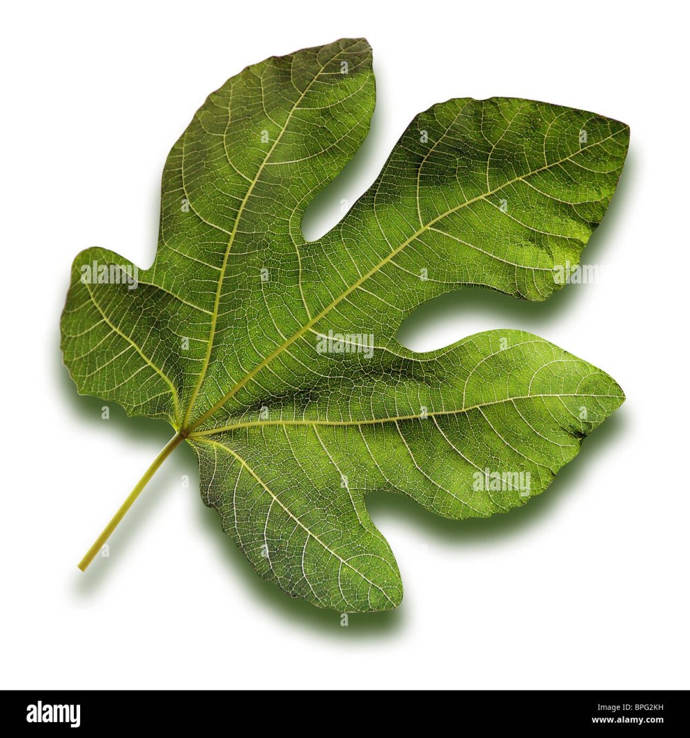 Фиговый лист