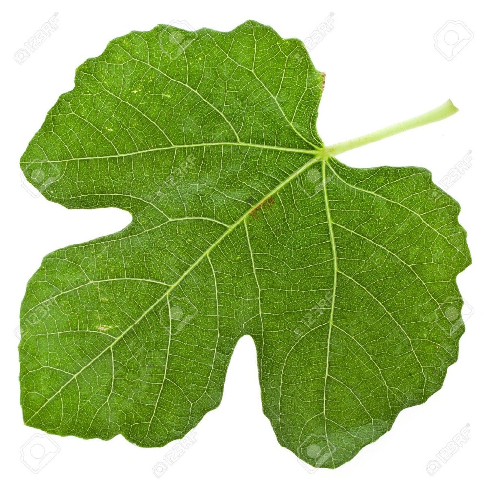 Листок Адама