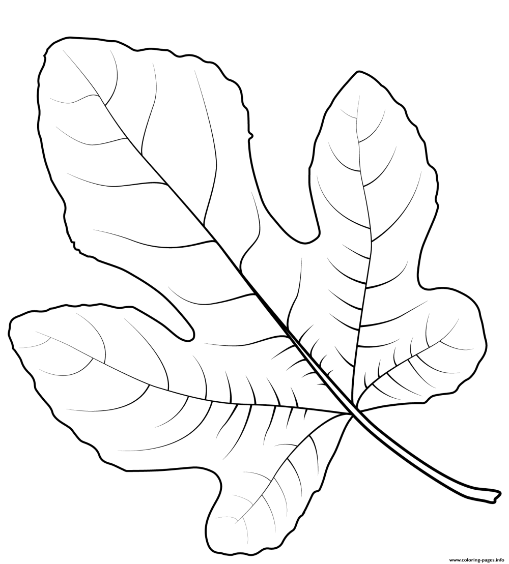 Лист инжира рисунок