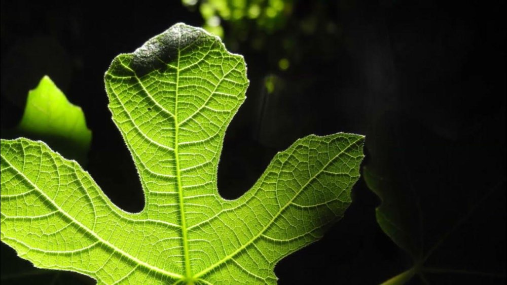 Фиговый лист