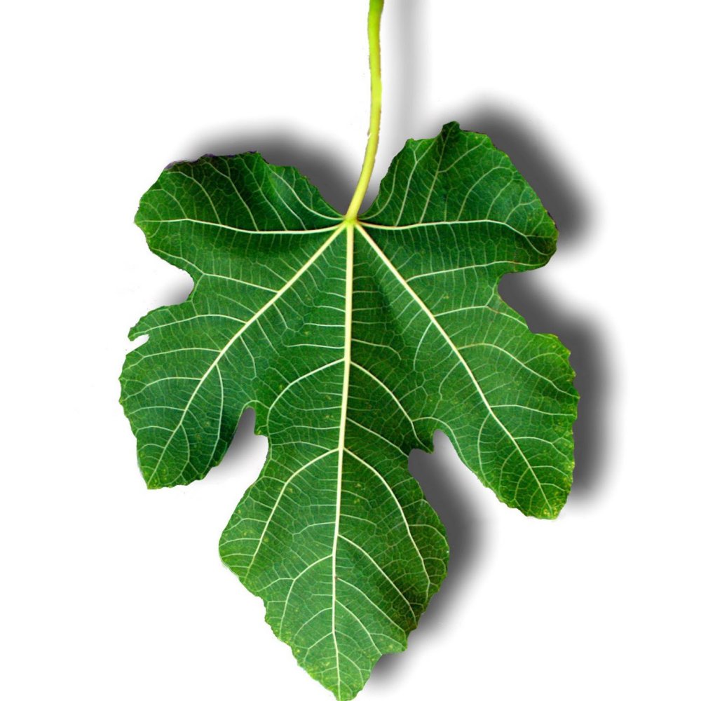 Фиговый лист адам