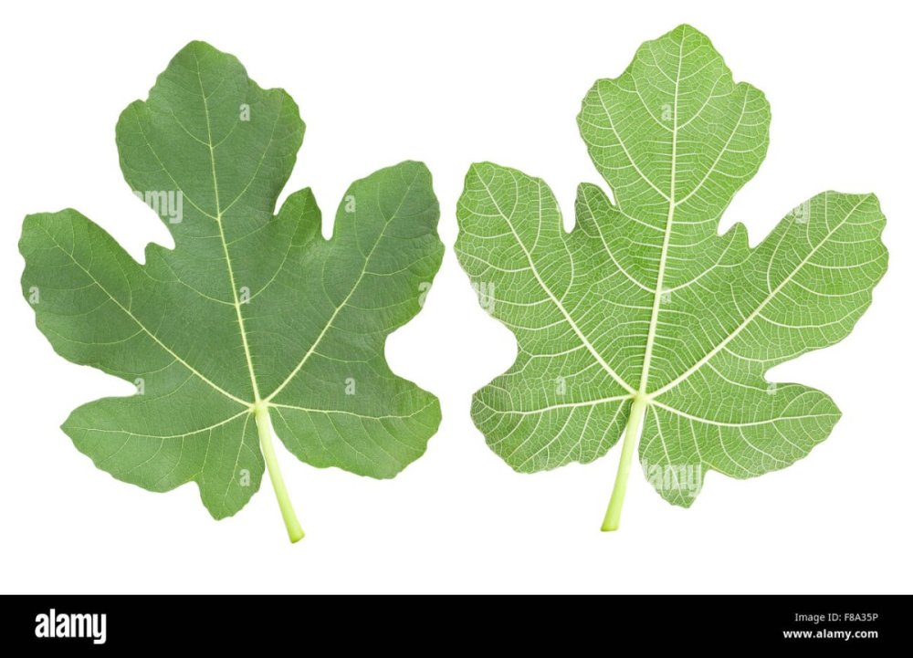 Фиговый лист адам