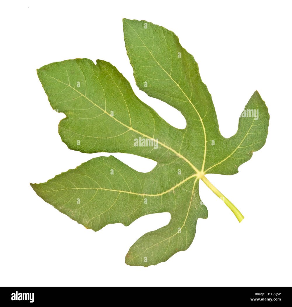 Фиговый листик на белом фоне