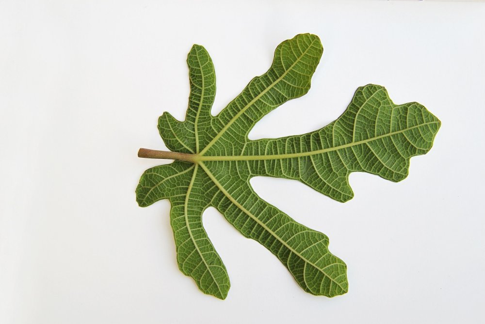 Листья инжира