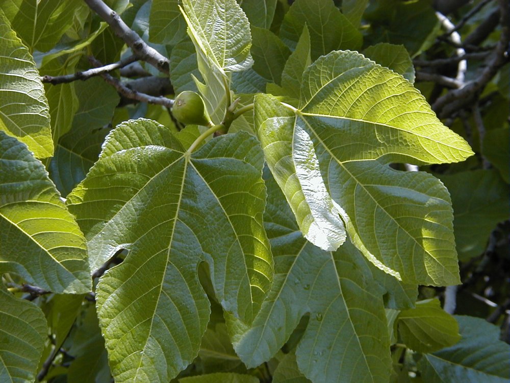 Фикус Карика