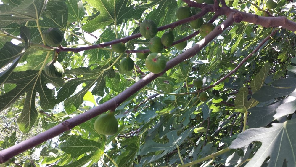 Инжир дерево фото обои