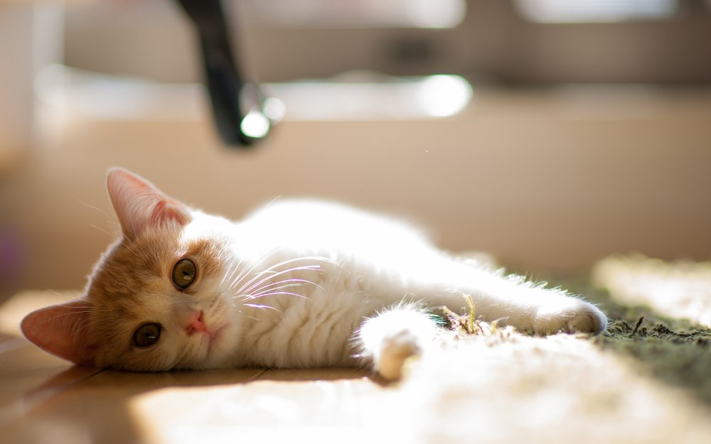 Котенок лежит